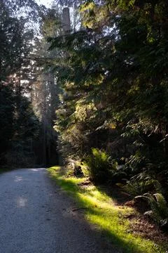 Light to Path Fotos de archivo