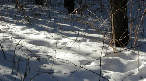 Light path in the snow Stock Footage 35508315