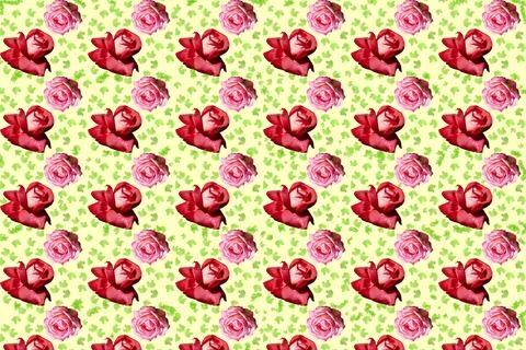 Light pattern of pink red roses flower heads with green leaves Stock Illustration