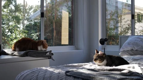 Light patterns on a bed and two cats slow motion 4K Stock Footage 252227756