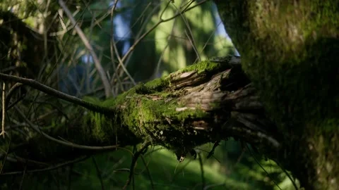 Light patterns on a moss-covered broken tree trunk Stock Footage 220804646