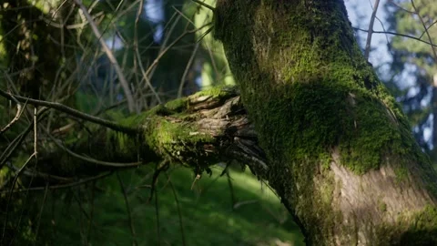 Light patterns on a moss-covered broken tree trunk 스톡 동영상 220804647