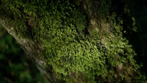Light patterns on a moss-covered broken tree trunk Stock Footage 220804660