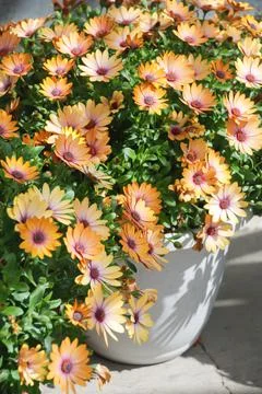 Light peach osteospermum or dimorphotheca flowers, light peach flowers Foto stock