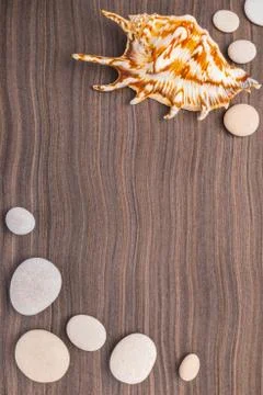 Light pebbles and big shell on wooden ebony background 写真素材