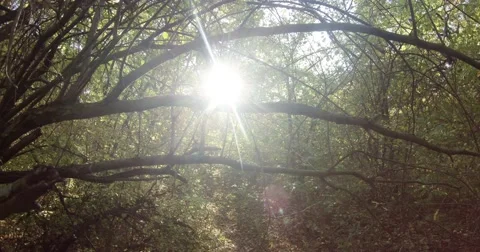 Light Penetrates Through the Leafy Branches of the Trees Stock Footage 60445067