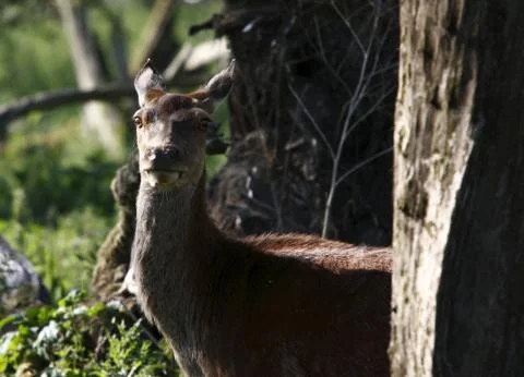 In the light Stock Photos
