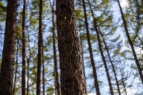 Into the light Foto stock