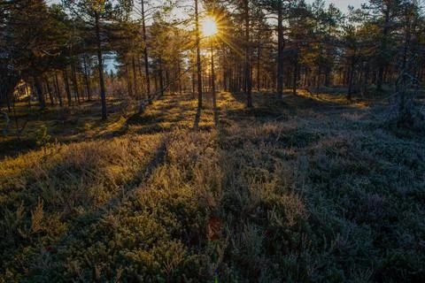 The Light Foto stock