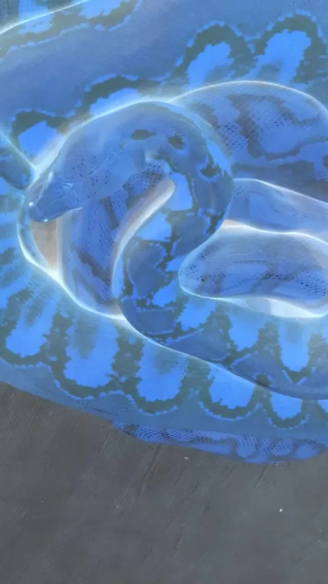 Light of Phyton Stock-Footage 249323823