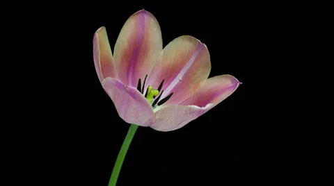 Light ping tulip flower blooming timelapse 4K Stock Footage 37794780
