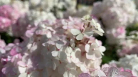 Light pink and white hydrangea flowers close-up in full bloom. Stock Footage 314997119