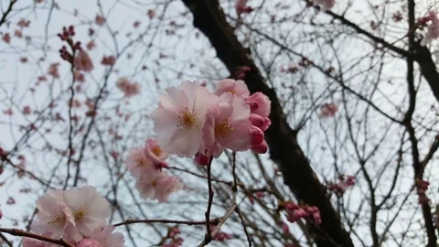Light pink cherry blossom closeup, cherry tree, flowers in spring, Berlin Vídeos de archivo 76496381