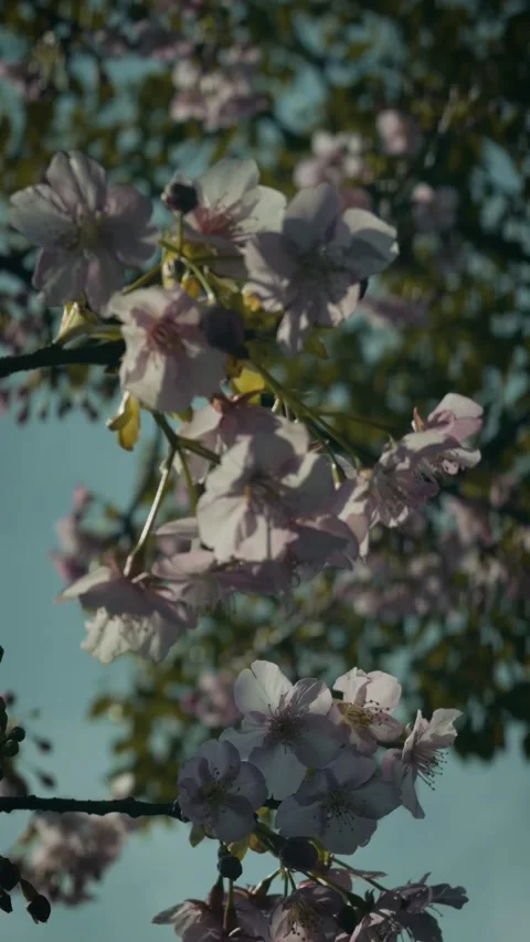 Light pink cherry blossoms swaying in breeze against blue sky Stock Footage 346267467