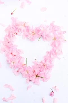 Light pink cherry flowers in the shape of heart Stock Photos