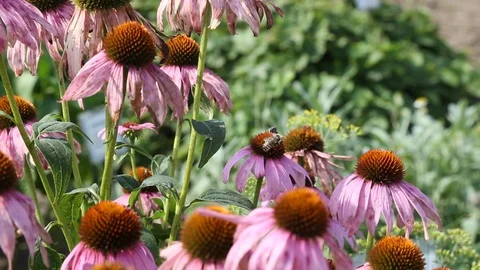 Light pink coneflowers with bees Stock Footage 112635363