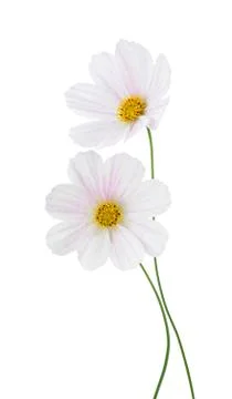 Light pink Cosmos Stock Photos