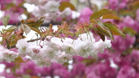 Light pink double cherry blossoms Stock Footage 144907294