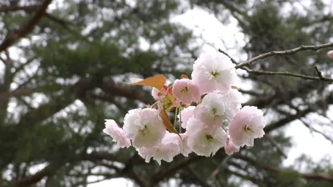Light pink double cherry blossoms Stock Footage 144907300