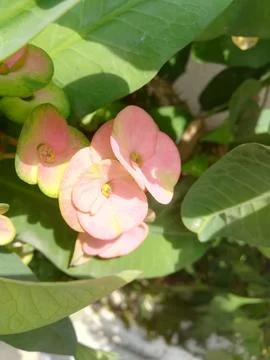 The light pink flower with green leaf Foto stock