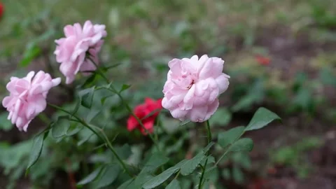 Light pink flower moves in the wind. 4k Stock Footage 158642055