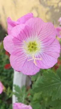 Light pink flower Stock Photos