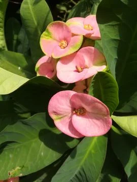 The light pink flowers Stock Photos