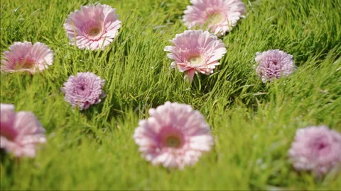 Light Pink Gerbera Daisy Blooms Among Green Grass Stock Footage 342487209