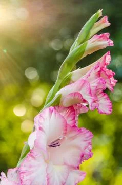 Light pink gladiolus flower, close-up Stock Photos