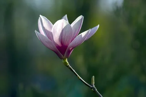 Light pink head of blooming spring magnolia flower. Botany and flowers Stock Photos