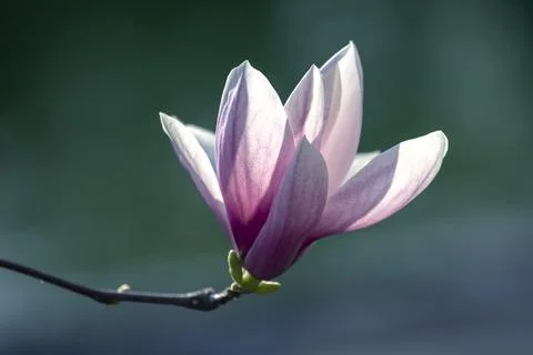 Light pink head of blooming spring magnolia flower. Botany and flowers Stock Photos