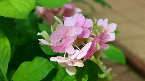 Light pink Hydrangea flowers with green leaves in the garden close up Stock Footage 245619758