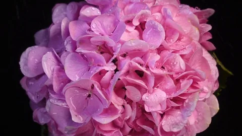 Light pink hydrangea spraying by water in slow motion. 動画素材 77202637