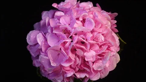 Light pink hydrangea spraying by water against black background in slow motion Vidéo 77789566