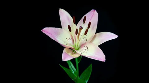 Light pink lily blooming timelapse Stock Footage 25793837