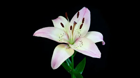 Light pink lily blooming timelapse in 4k Stock Footage 37411237