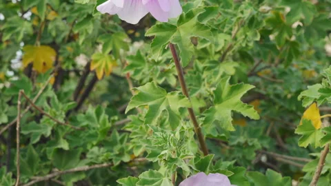 Light pink Malva flowers close-up in the garden Stock Footage 232796504