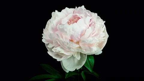 Light pink peony flower blooming and fading timelapse Stock Footage