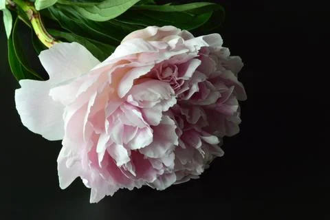 Light pink peony flower on the table Stock Photos