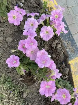 Light Pink Petunia Bed Stock Photos