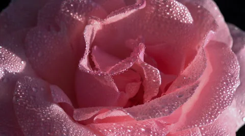 Light Pink Rose in Dewdrop Stock Footage 39622456