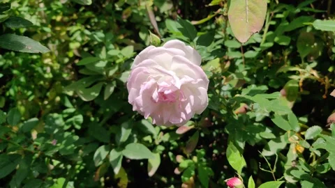 Light pink rose Stock Footage 271530765