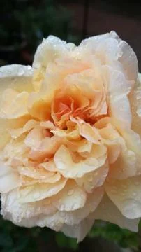 Light pink rose Stock Photos