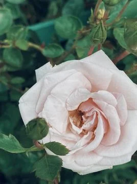 Light pink rose Stock Photos
