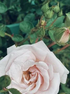 Light pink rose Stock Photos