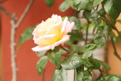 Light pink rose Stock Photos