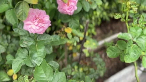 Light pink roses in focus surrounded by lush green leaves in garden planter Stock Footage 313475802