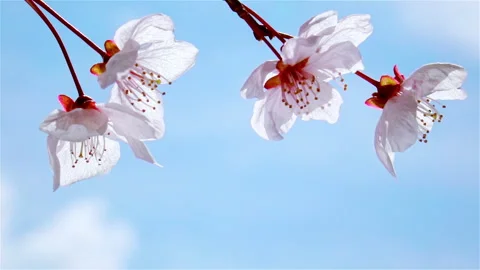 Light pink sakura close up shaking in the wind on soft blue sky. Видео 243161768