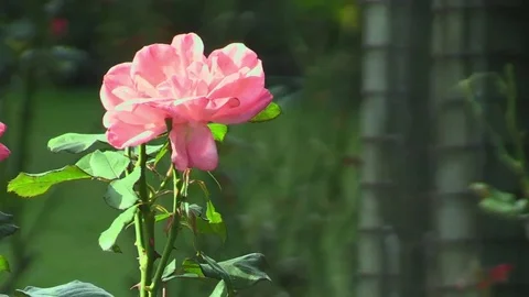Light Pink Single Flower Видео 69235426
