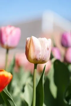 Light pink tulip Foto stock